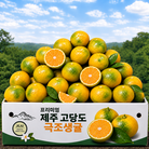 [단독초특가] 제주 당도좋은 첫 극조생귤 그린귤