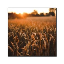 파랑디자인 캔버스 액자 - 사진, 노을과 들판