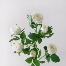 블루밍앤미 뷰티 장미 조화, 화이트