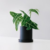 블루밍앤미 그린 홈가드닝 조화 + 인테리어 화분 세트, 알로카시아, 블랙(화분), 1세트