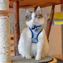 캐츠피아 검은 고양이 하네스 A, 블루