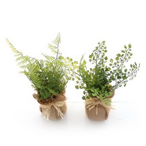 다우에프앤지 조화 고사리 2종 + 포트세트, 혼합색상, 1세트