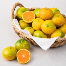 서울청과 새벽경매 제주 노지감귤, 5kg, 1박스