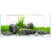 모비딕 20하이큐브 엘레강스 초백어항, 투명