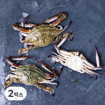피시원 신진도 산지직송 살이 꽉찬 가을 햇꽃게, 1kg(3~5미), 2박스