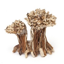 모스트리 분재유목 M063XS, 1개