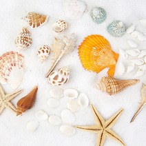 불가사리 조개 오브제 혼합 세트 + 흰모래 200g, 혼합색상