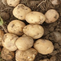 [산지직송] 햇 감자 수미 10kg 5kg 못난이 정품, 못난이 10kg 왕특, 1박스