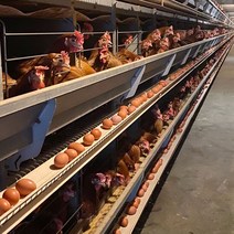 [민수팜]오늘 낳아 신선한 무항생제 친환경 계란 60구, 우포계란 대란 60구(30구x2판)