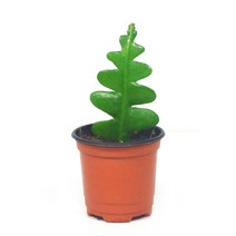 피쉬본 생선뼈 선인장 모종 공기정화 식물, 피쉬본(소)