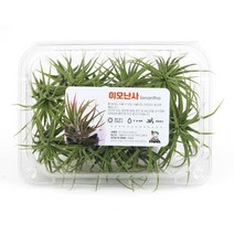 대량구매 6개+1개 7개 이오난사 특대 10cm / 틸란드시아 수입식물 공기정화식물