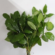 레몬잎 생화택배 (고속터미널꽃시장 직배송) 꽃예꽃, 비슷한 느낌의 꽃으로 변경, 목요일 구매시 (토요일 도착), 1개