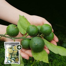 천하일품 첫수확! 제주 풋귤(청귤), 1개, 2kg(1개)