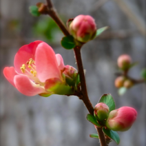 명자나무 묘목 (산당화 가시덱이 당명자) 삽1년생포트묘 6주묶음 F62-0