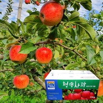 껍질째 먹는 주왕산 청송 꿀 사과 10kg 46-50과