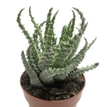 아가페휘발리스-알로에과/방사형잎/흰색거치/다육식물