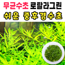 [수초스토어] 무균 로탈라그린 수초 컵 조직배양 / 구피 새우 어항 검역 쉬운 키우기 예쁜 은신처 전경 중경 후경 초보 자연 풍성한 흑사 무이탄 치어 베타 열대어