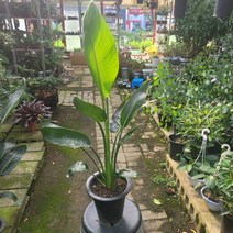 꽃피는 극락조 레기니아극락조 대품 관엽 공기정화식물 80110199