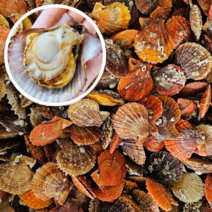 산지직송 통영 최상품 비단가리비 홍가리비 1kg 당일조업, 1개