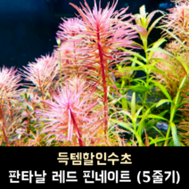 판타날 레드 핀네이트 (5줄기)
