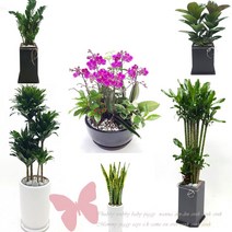 개업 화분 서산 배달, 44황금죽(특)