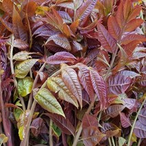자연산 가죽나물/1kg/당일발송/무료배송, 1박스, 1kg