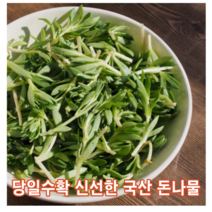 [국내산/국산] 신선한 돈나물 1kg 2kg 당일채취 돗나물 돌나물 돈 돗 녹즙 재료 즙용 주스용 녹즙용 채소 야채
