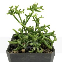 [꽃사랑식물나라] 사위(립살리스) 다육이 공기정화식물 식물키우기