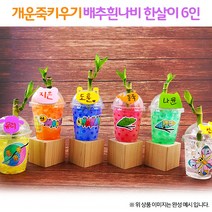 개운죽키우기 배추흰나비한살이(6인용)1008719, 단품