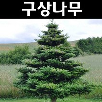 구상나무 묘목 H1.2m(분) 1개/정원/공원/조경수