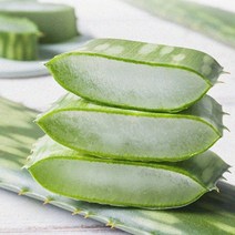 알로에 사포나리아 생잎 3kg, 없음
