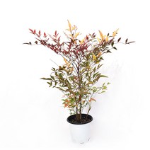 서비내 남천 2종 단풍나무 노지월동 실내공기정화식물 플랜테리어 인테리어 서비야드, 40~60cm, 1개