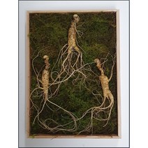 직파자연산삼 (가을 황절산삼 최저가판매)고품질 M급 직파자연산삼 12년근 3뿌리 / 산삼의 약성을 원하시면 직파자연산삼을 드셔야 합니다/(주)지삼당