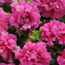 시즌플라워 [초화류]페츄니아(더블)-케스케이드 핑크
