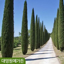 이태리향나무 토템 스트릭타 싸이프러스, 01 토템 (22cm포트)