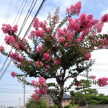 배롱나무 (화분묘 택배비포함가격) 목백일홍 / 백일홍중에서 제일 쓸모많은 품종 FG324