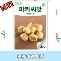 노랑 마카 씨앗 100립 GR1