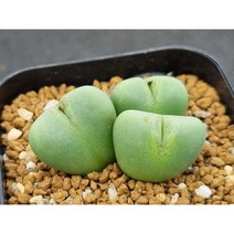 코노피튬 빌로붐 진핑크화 등낭(藤郎)(s1215)