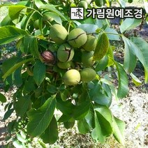호두나무 왕호두나무 유실수 정원수 가림원예조경, 접목왕호두(신령) 접목1년 특묘, 1개