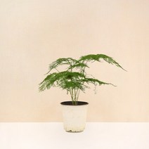 마이플랜트 [마이플랜트]아스파라거스 나누스 공기정화식물 중형 식물키우기 모종, 선택완료, 아스파라거스 나누스