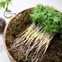 순수 새싹삼 소 70 뿌리 [소 (15~20cm) 1box 선물포장 가능], 일반 포장
