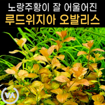 [비바소녀] 루드위지아 오발리스(4촉) / 노랑수초 초보수초 쉬운수초 수초레이아웃