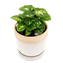 아침향기 공기정화식물 도토리화분 40종, 싱고니움, 도토리 스카이블루