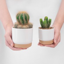자동급수 다육이 미니 분갈이 화분 선인장 다육 식물, 1-다육이화분-소형, 1-다육이화분-소형