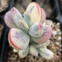방울복랑금 다육이 귀엽고 동글동글 예쁜 다육식물 81-95, 단품, 1개