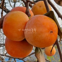 자연농원 아삭한 단감나무 묘목, 차량단감하묘