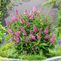 [목본]붓들레아(부들레야)-리틀핑크(소품)