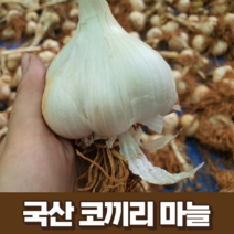 국산 코끼리마늘 3kg 5kg 10kg 국내산 23년 햇 마늘 식용 종자 웅녀마늘 국산 정읍 서산 해남 홍산 창녕 의성 담양 신안 대왕마늘, 1개, 3kg(중 사이즈)