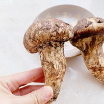 진심좋은 자연산 냉동 송이 버섯 자연 송이버섯 1kg, 1box, 2등급 1kg