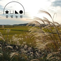 [10포트] 꽃빛농원 모닝라이트 4치포트 억새풀, 4치 포트